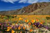 Anza-Borrego-Desert-Wildflower-Season.jpg