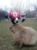 goat sweater capybara.jpg