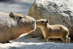 capybara2.jpg