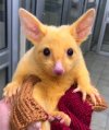 golden-possum-real-life-pikachu.jpg