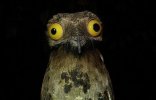 potoo-birds-are-the-subject-of-some-spooky-folklore-photo-u1.jpg