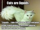cats+liquid+1.jpg