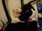 cats-and-rats-02.jpg