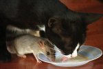cats-and-rats-05.jpg