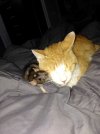 cats-and-rats-09.jpg