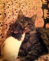 cats-and-rats-10.jpg