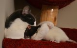 cats-and-rats-18.jpg