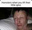 pillow-hamsters-lift-their-little-igloo.jpg