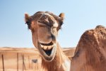 funny-camel-in-desert-NLP9R7M.jpg