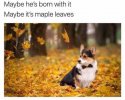 dog-maybe-hes-born-with-maybe-s.jpg