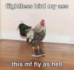 chicken-flightless-bird-my-ass-t.jpg