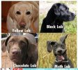 labrador-dogs-of-different-colors.jpeg
