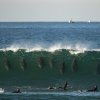 dolphins-taking-whichever-waves-they-want-with-no-regards-v0-wl8knpms59fa1.jpg