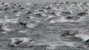 1C6056870-130217-dolphins-hmed-10a.jpg