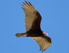 Turkey-Vulture-In-Flight.jpg