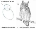 draw-owl.jpg