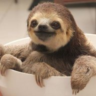 Sloth_in_a_bowl