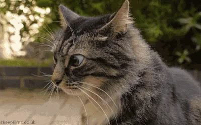 confused-cat.gif