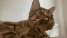 confused-cat-covering-mouth-with-paw-getu33m778cjy2fe.gif