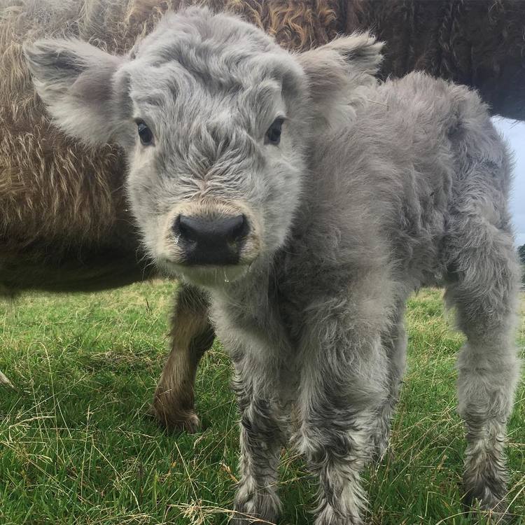 highland-cattle-calves-18.jpg