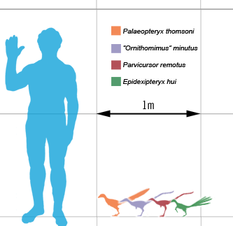 Smallest_theropods_scale_mmartyniuk.png