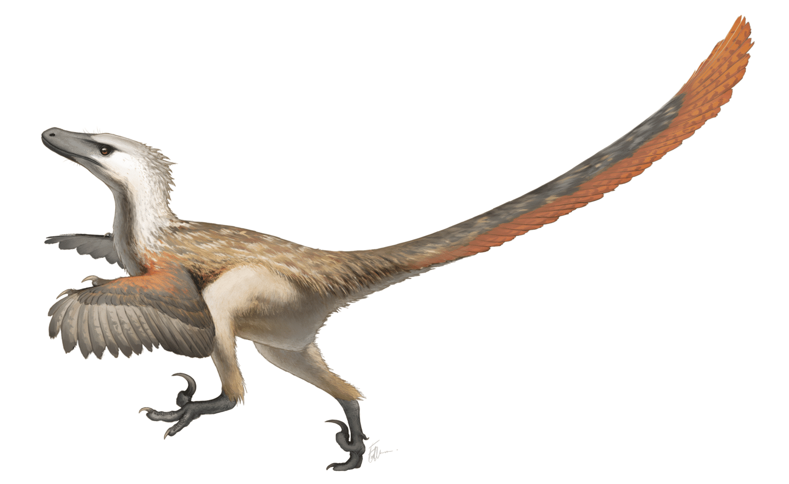 Velociraptor_Restoration-1536x942.png